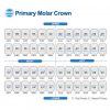 Kidscrown Primary molar Assorted kit-2809